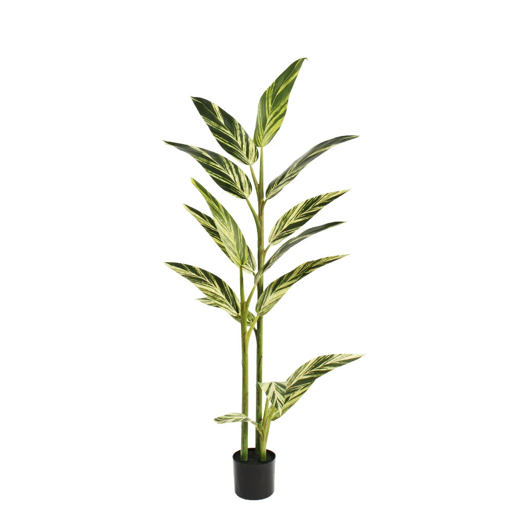 Alpinia Vittata 63''