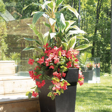 Load image into Gallery viewer, Outdoor Planter of Bougainvillea Flowers and Cordyline
