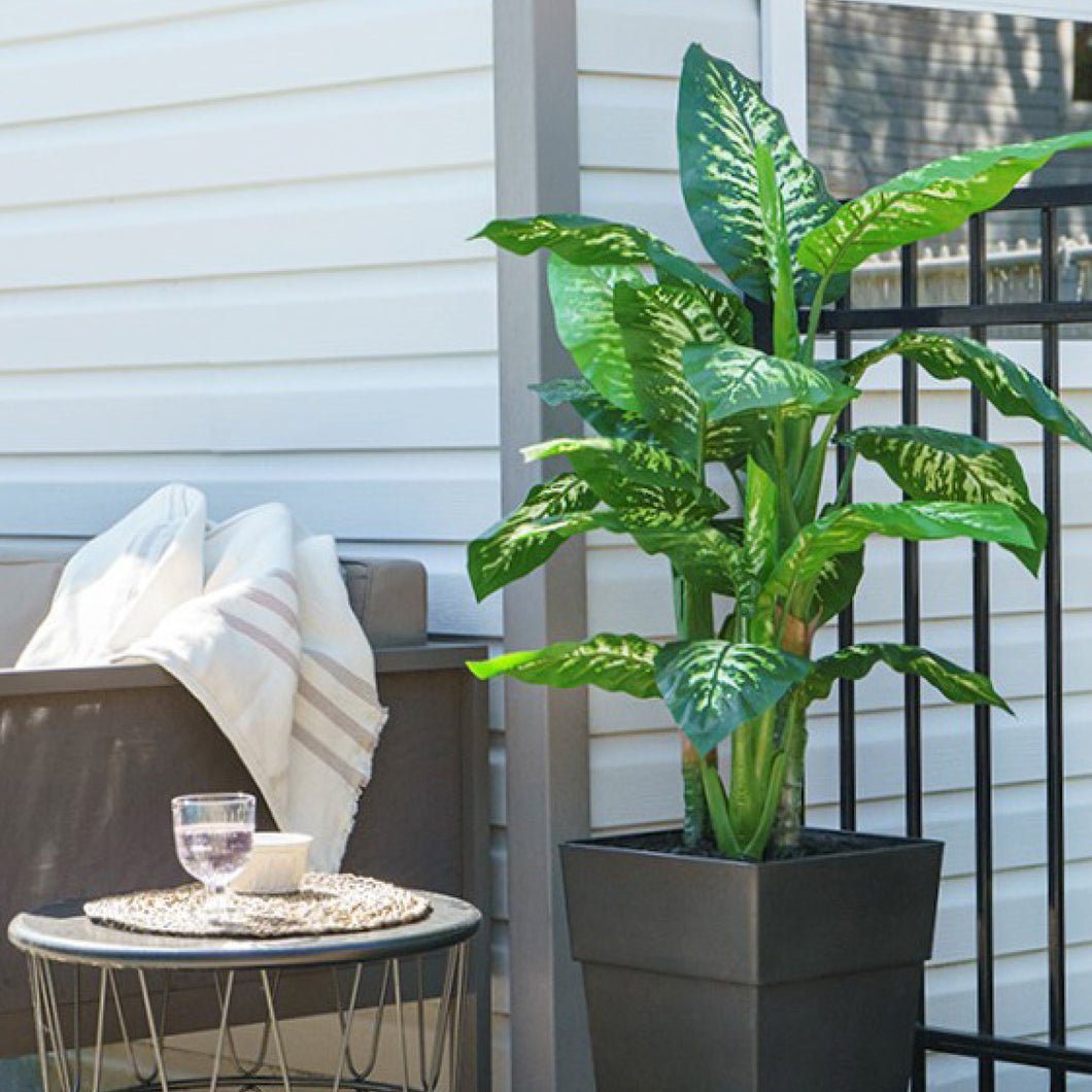 Potted Dieffenbachia