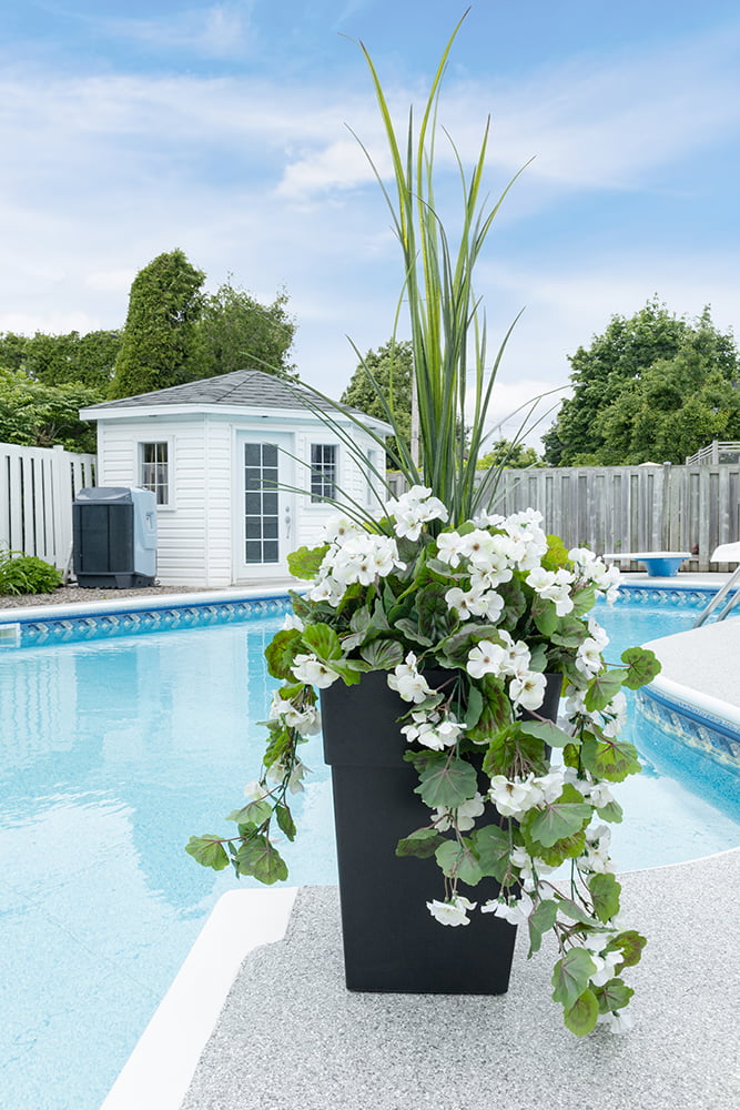 Dracaena and White Geranium Planter