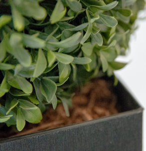 Boxwood Ball Planter