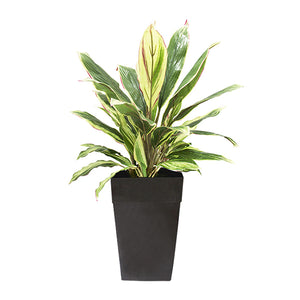 Dracaena Planter