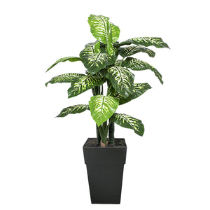 Potted Dieffenbachia